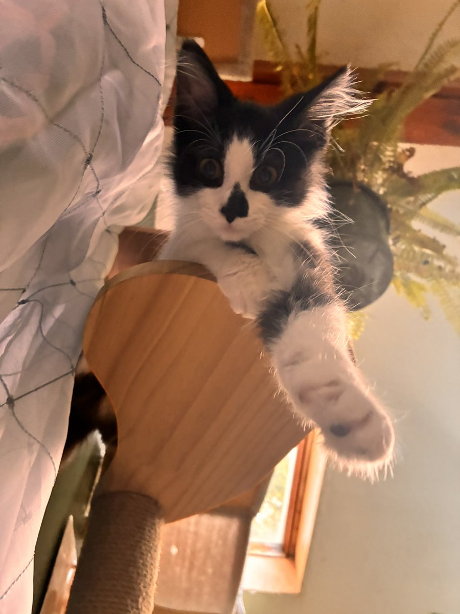 MinnowPuyo's tweet photo. bringing him home today!!! https://t.co/z8lVmHj1nP