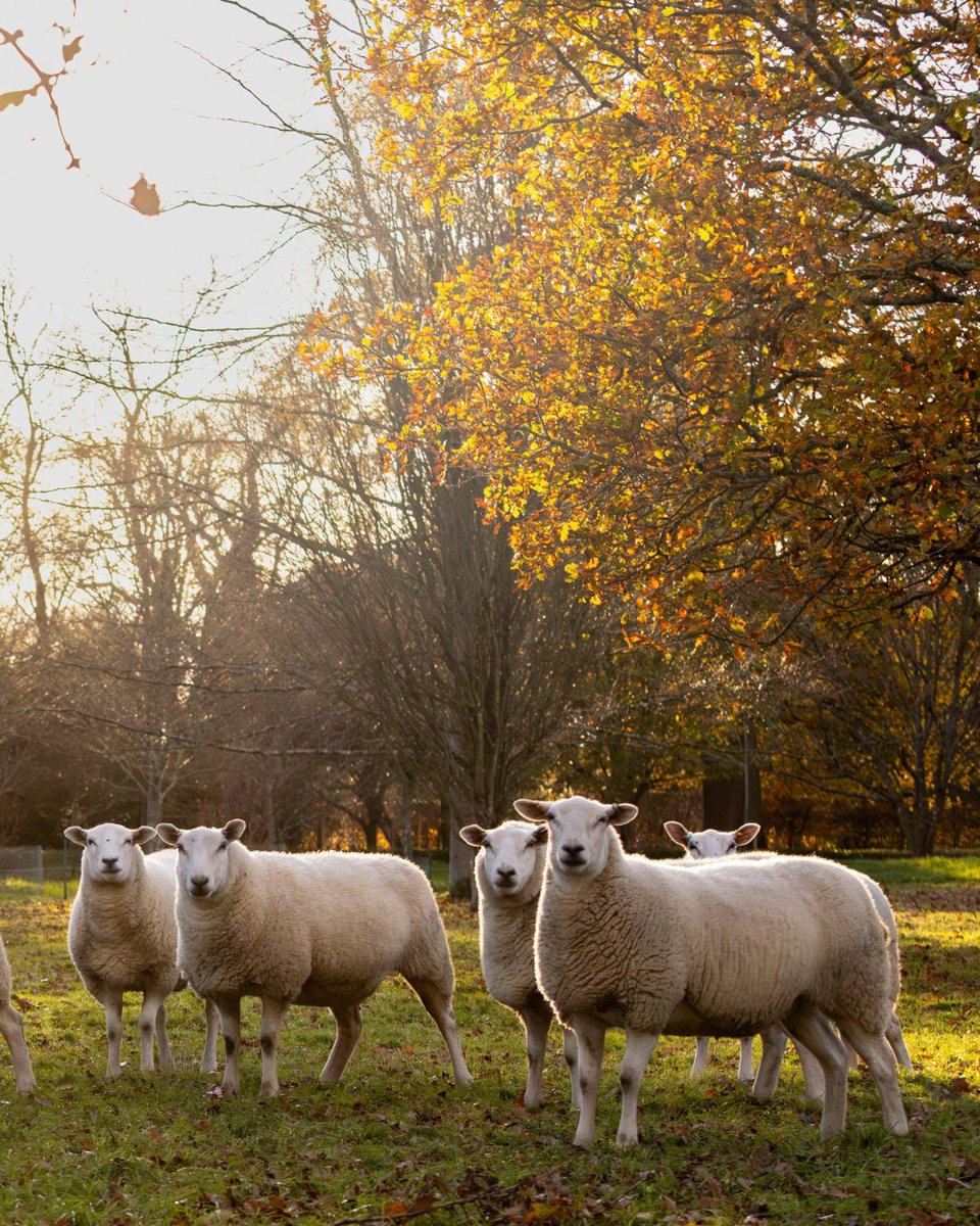 HighgroveGarden's tweet photo. Celebrating #WoolMonth with Highgrove 🐑🧶

From soft throws for the colder evenings to our much-loved sheep footstools, our wool collection is sourced from the UK and made to be enjoyed for years to come.

🛍️ Shop now: https://t.co/og0CtJFqiN https://t.co/IZ2PfpqOHw