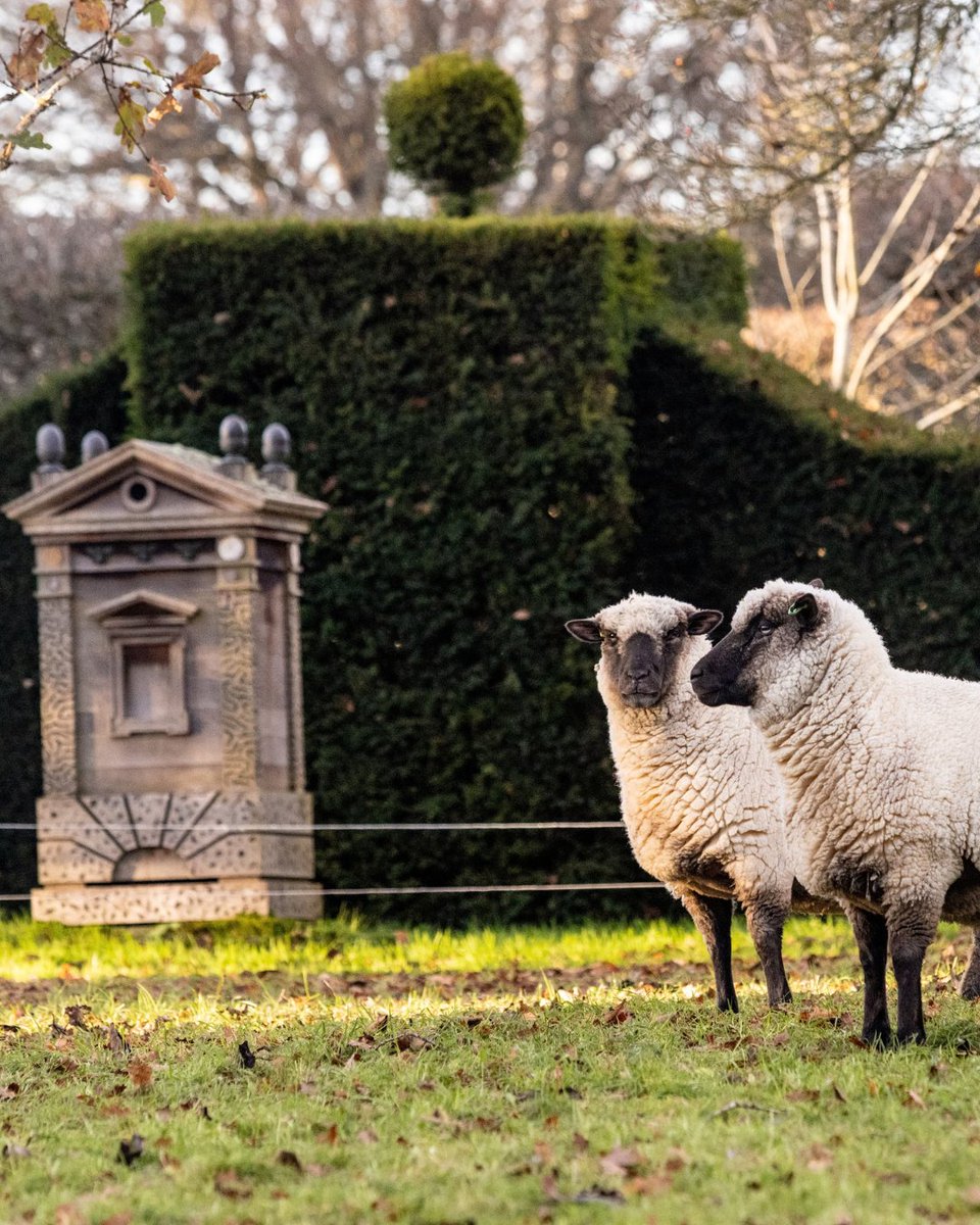 HighgroveGarden's tweet photo. Celebrating #WoolMonth with Highgrove 🐑🧶

From soft throws for the colder evenings to our much-loved sheep footstools, our wool collection is sourced from the UK and made to be enjoyed for years to come.

🛍️ Shop now: https://t.co/og0CtJFqiN https://t.co/IZ2PfpqOHw
