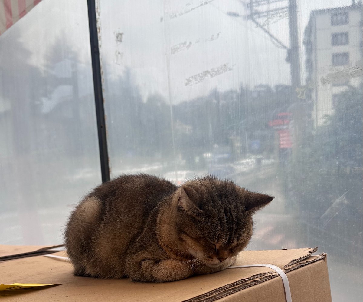 nuractually's tweet photo. paylaşmadan duramayacağım kadar güzel uyuyodu https://t.co/8lSw7KCRby