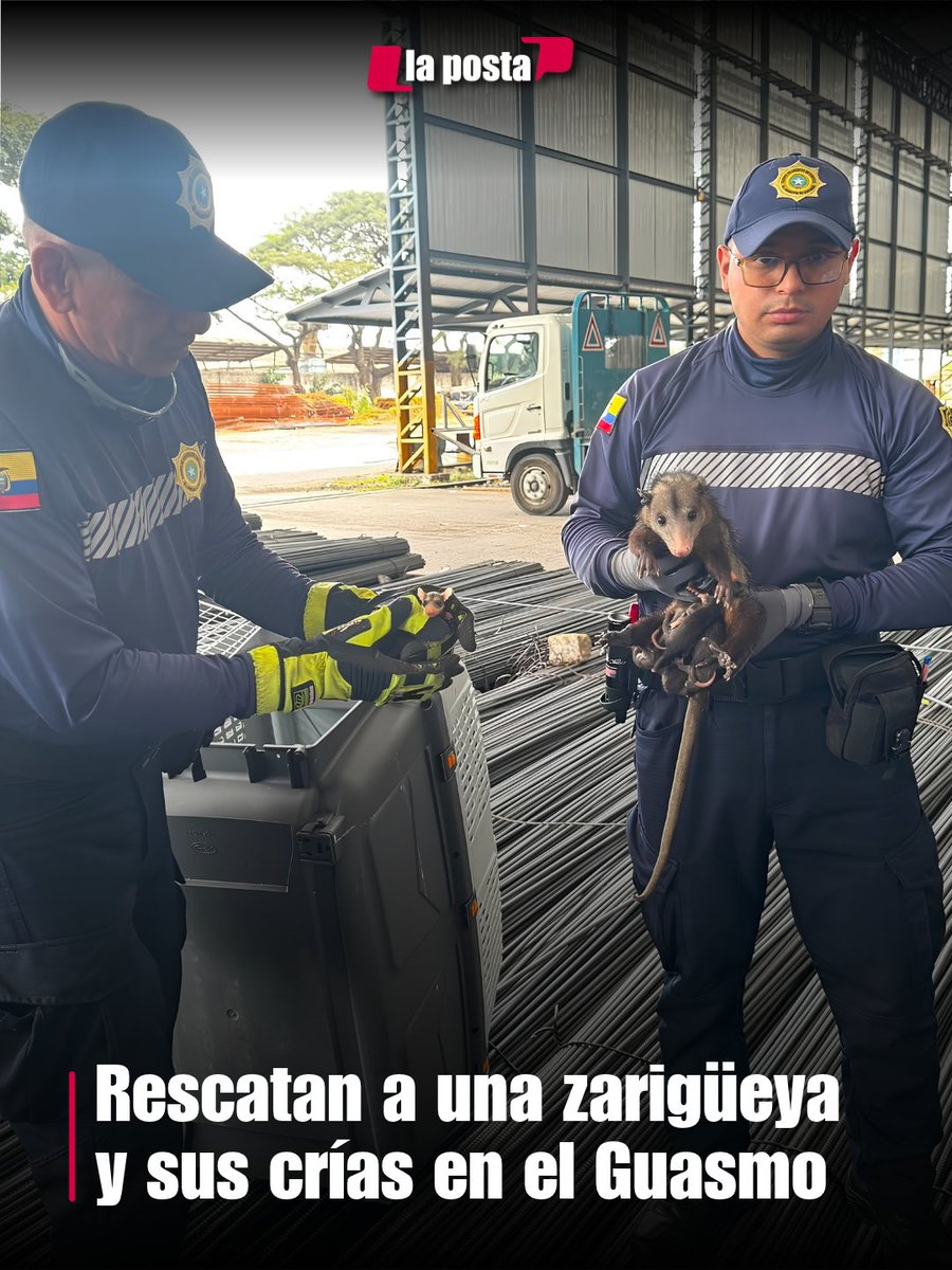 LaPosta_Ecu's tweet photo. Una zarigüeya junto a sus crías fue rescatada en el sector del Guasmo Central, en Guayaquil, luego de que un ciudadano alertara sobre su presencia. Personal de la Dirección de Ambiente acudió al sitio y realizó el rescate de forma segura para brindar atención a los animales. https://t.co/GlhzRhz6Oi