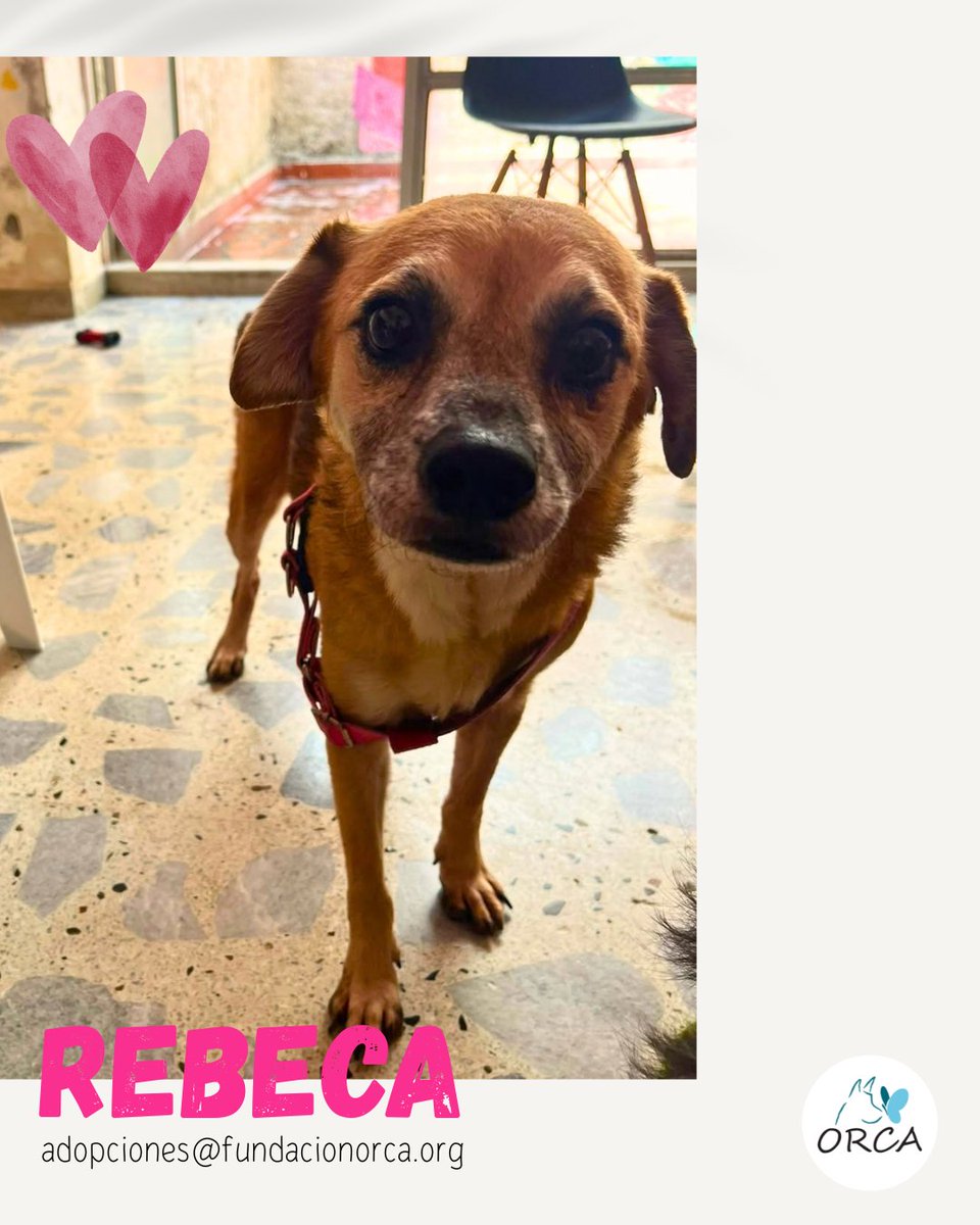 FundacionOrca's tweet photo. ¿Recuerdan a Rebeca? 🥹🐶❤️

Ella es esa hermosa parrita que llegó desde Zarzal, una de las pequeñas que rescatamos durante nuestra travesía por el Eje Cafetero. Cuando la encontramos tenía un absceso en su orejita y necesitaba atención y mucho cuidado.

Hoy queremos contarles https://t.co/ju7ZyZ0jpy