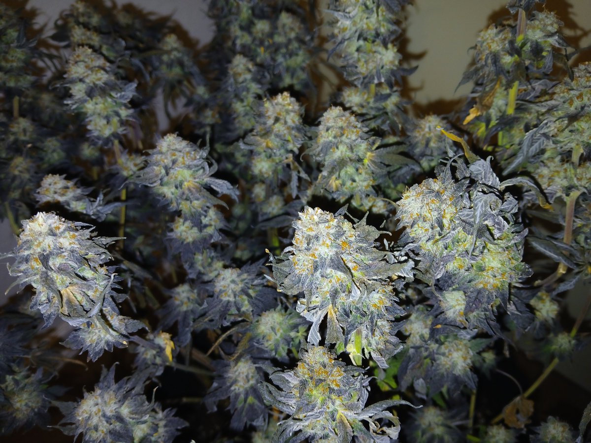 LiquSweep's tweet photo. You may not know that I'm one of the most passionate weed growers in Germany.

My favorite from 2024.

This, my brother, is weed from another planet.

😍 https://t.co/eok3NzLEto