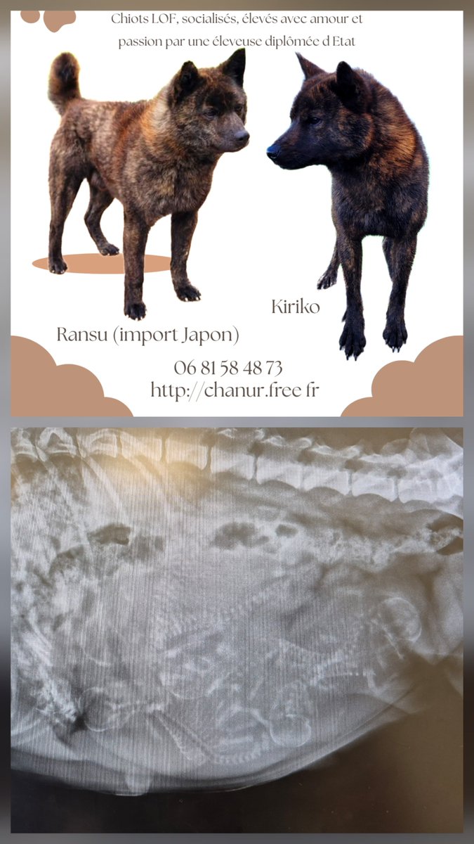 ChanurAkita's tweet photo. 5 chiots visibles pour Kiriko 😃🐺🎉 Naissance prévue dans 8 a 10 jours 😁
5 puppies for Kiriko 😃🎉🐺 Birth in 8 to 10 days!
#甲斐犬 #kai #kaiken #elevageKaiken #kaidog #elevagecanin https://t.co/aNYUTbKGgm