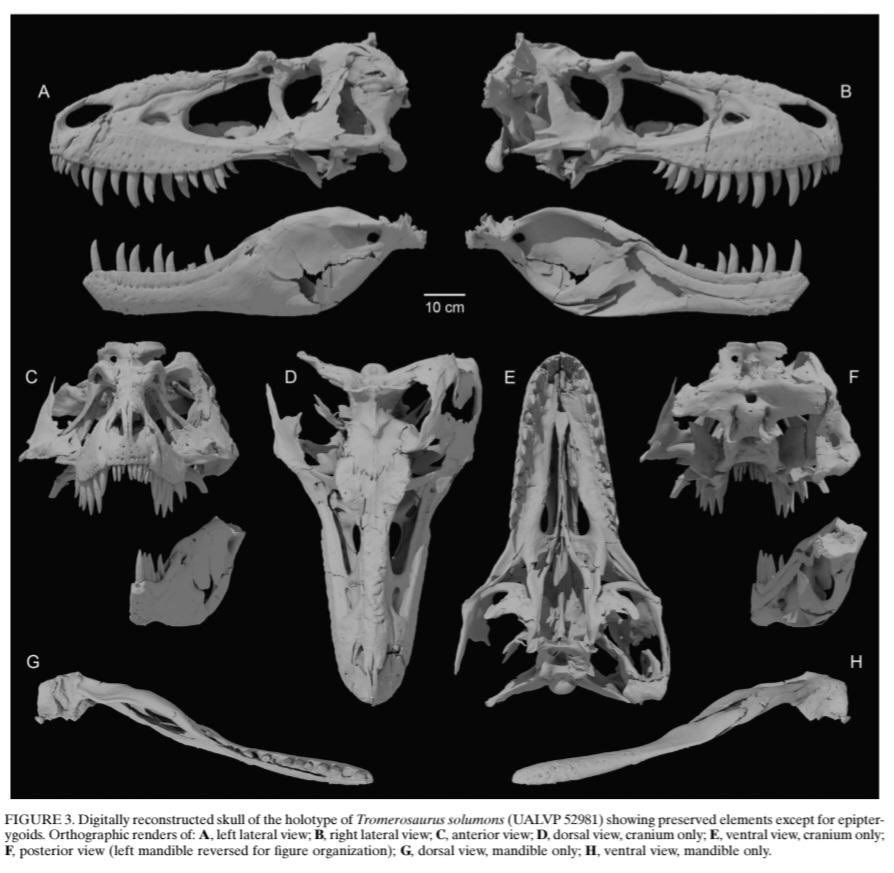 EDGE_Science_'s tweet photo. 🚨 NEW STUDY DROP 🚨

NEW TYRANNOSAUR!

Tromerosaurus - named from as many as 5 specimens from the Oldman Fm of Alberta. May be earliest diverging Albertosaurine or Tyrannosaurine depending on how all that irons out. Overlaps in time with Gorgosaurus just a smidge https://t.co/YVdw0G8am1