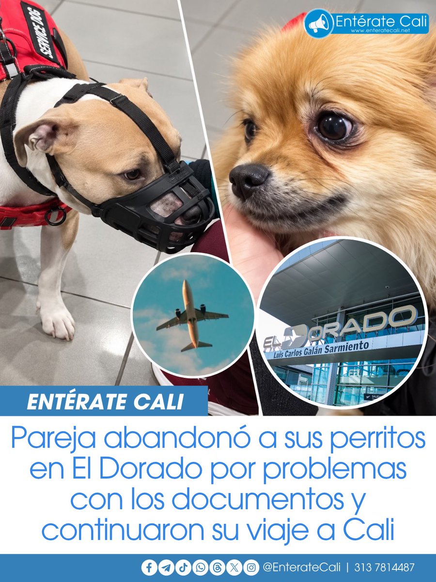 EnterateCali's tweet photo. Dos cachorros quedaron solos en el Aeropuerto El Dorado, en Bogotá, después de que sus responsables decidieran continuar su viaje hacia Cali sin ellos. 🐶💔✈️

La pareja de colombianos había llegado desde Miami con los animales, un pomerania y un perro tipo pitbull de entre cinco y seis meses. Durante el control del Instituto Colombiano Agropecuario (ICA), se encontraron irregularidades en la documentación relacionada con su vacunación y desparasitación, por lo que los perros no pudieron continuar el viaje.

Según las autoridades, a los responsables se les habría dado la posibilidad de regresar a Estados Unidos para solucionar la situación. Sin embargo, decidieron continuar hacia Cali y dejaron a los cachorros en el aeropuerto. Lo más doloroso del caso es que, de acuerdo con el relato de la Subdirección de Fauna del IDPYBA, la pareja habría manifestado que prefería que les aplicaran la eutanasia antes que regresar por ellos. 😥💔

Los dos animales quedaron bajo protección de las autoridades y fueron sometidos a valoración y seguimiento veterinario. El Distrito anunció actuaciones ante las autoridades competentes para determinar las posibles responsabilidades por el abandono y las presuntas irregularidades documentales.