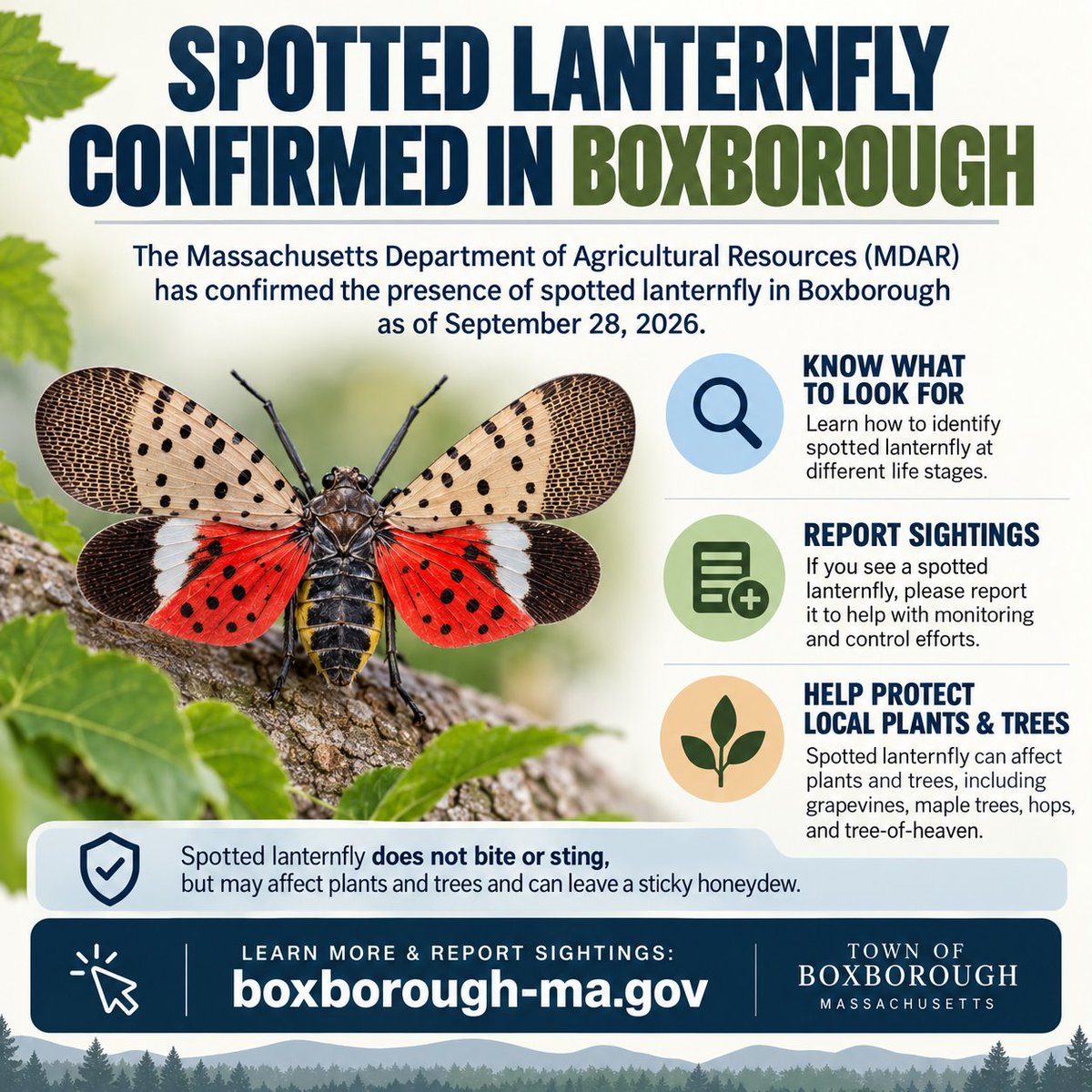 BoxboroughMA's tweet photo. 🚨 Spotted Lanternfly Confirmed in Boxborough

MDAR has confirmed spotted lanternfly in Boxborough as of Sept. 28.

Residents: learn how to identify and report sightings, and help protect local plants and trees.
Learn more: https://t.co/vvQjaN2UBT https://t.co/h82Zkftl5s