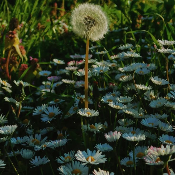xaviersbunnyear's tweet photo. Day 2: Her daisy and his dandelion 🌼

The pure innocent love becoming their reason for change and hope 🌼
#Xavier1016HappyBirthday
#31DaysofXavtober
#HappyOctovier #Xavtober https://t.co/1aGQJ3A3Ex