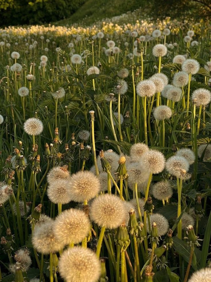 xaviersbunnyear's tweet photo. Day 2: Her daisy and his dandelion 🌼

The pure innocent love becoming their reason for change and hope 🌼
#Xavier1016HappyBirthday
#31DaysofXavtober
#HappyOctovier #Xavtober https://t.co/1aGQJ3A3Ex