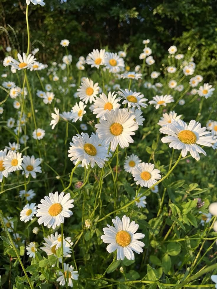 xaviersbunnyear's tweet photo. Day 2: Her daisy and his dandelion 🌼

The pure innocent love becoming their reason for change and hope 🌼
#Xavier1016HappyBirthday
#31DaysofXavtober
#HappyOctovier #Xavtober https://t.co/1aGQJ3A3Ex