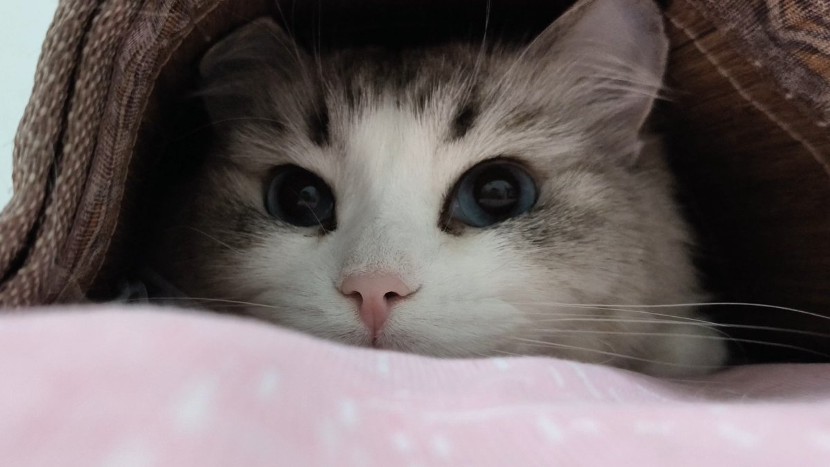 EllieSalescpfr's tweet photo. Mi pequeo gatito crece un poquito más cada día  Mirar su primer salto me llena de alegría! #CrecimientoMascota， https://t.co/vR9qcq3ONr