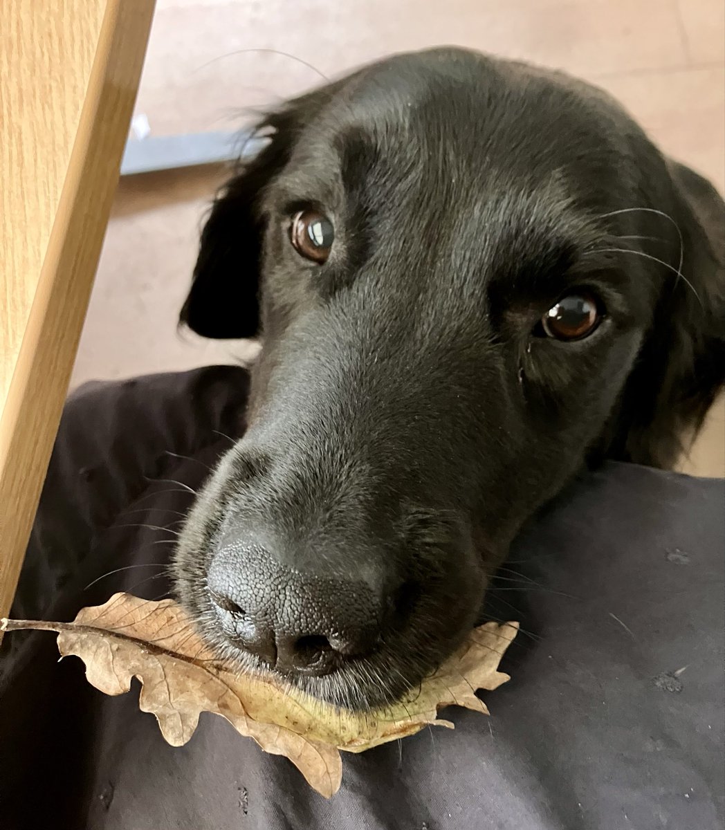 TanyaAtTheBeach's tweet photo. When you’re sat at your desk and the boy brings you an oak leaf to appreciate 🥰 he’s a sweetie! https://t.co/3I83lRF02n