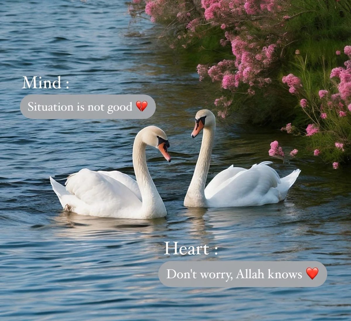 weli_kaheen_ki's tweet photo. *مسـائـل دیڪھتے ہیـں ہـم ڪو، اور ہـم…*
*مسلسـل رب ڪـو دیڪھـے جـا رہـے ہیـں!* 😌♥️ https://t.co/qQkotLIwxD