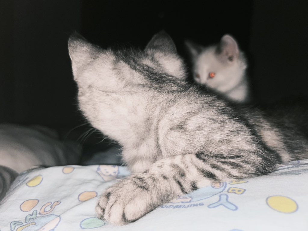 Nmbdkitty tweet picture