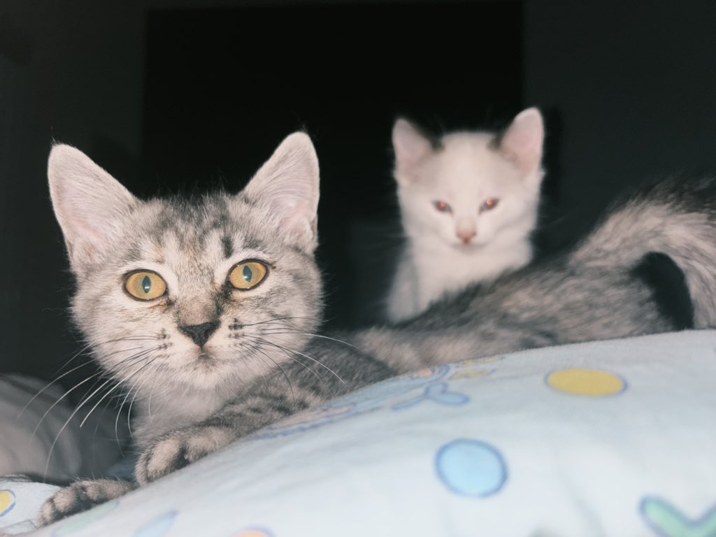 Nmbdkitty tweet picture