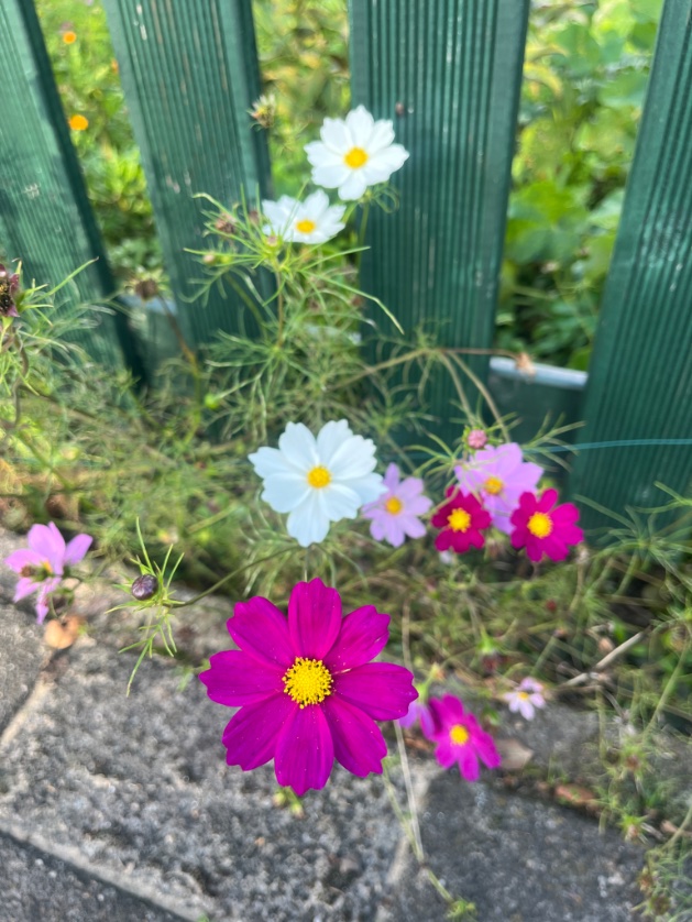 an0ekx's tweet photo. Early autumn 💐🌸🌻 https://t.co/O2hJ59aiLF