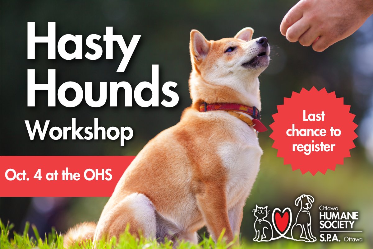 ottawahumane's tweet photo. For dogs who struggle to control their impulses around exciting things, this workshop will help them wait for the things they want and stay calm during exciting times.

Last chance to register! Register now: https://t.co/zuQziTRBr9 https://t.co/SSj0fQ0dNH