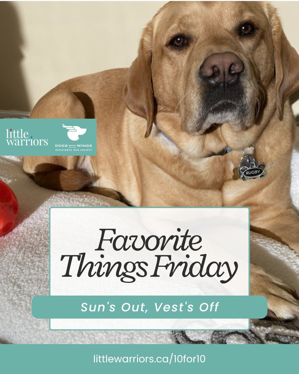 LittleWarriors's tweet photo. Favourite Things Friday: Every dog needs a place to unwind, and DWW Rugby is no exception. His favourite spot at the Ranch is anywhere the sun hits.

Help us give him the send-off he deserves with a $10 gift - https://t.co/rRECs2d4Cr. #10for10 https://t.co/Wb8KUULHzl