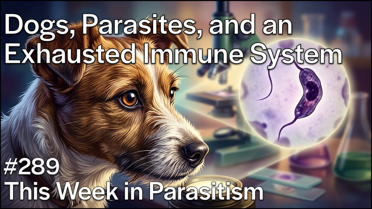 profvrr's tweet photo. TWiP 289: Dogs, Parasites, and an Exhausted Immune System 🐾 TWiP explains a single-cell analysis of immune cells in the blood of dogs with canine leishmaniosis, providing a detailed picture of how the immune response changes as the disease progresses. 📺 https://t.co/5bRsUvbeT2 https://t.co/Fylh4OcZru