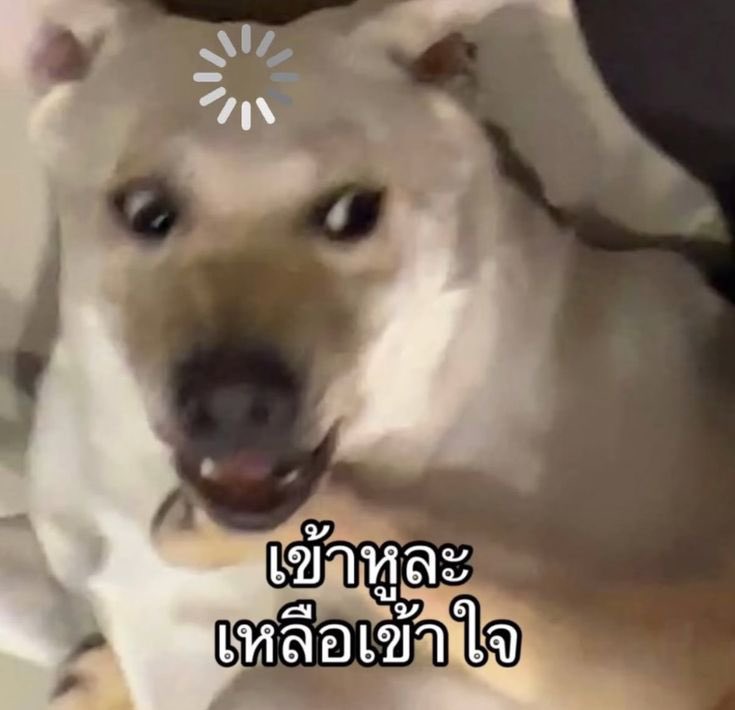 SABENZZ's tweet photo. เหมือนเห็นตัวเอง 55555555555555555 https://t.co/4m7nc2g1ct