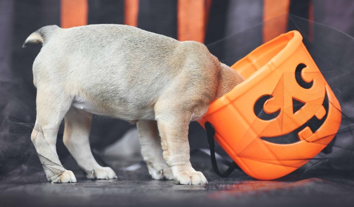 DogsBestLife's tweet photo. How to keep your dog safe from Halloween candy dangers https://t.co/uwbjVW1Hgi https://t.co/92mY52e7zM