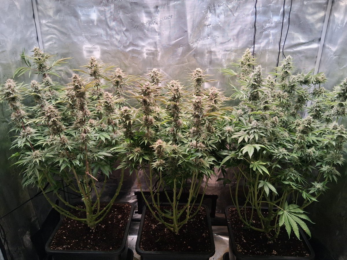 LiquSweep's tweet photo. Three plants is legal in germany.

Have a look into my kitchen 🤣 https://t.co/po5gvZEPMc