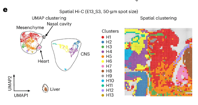 naturemethods's tweet photo. Spatial Hi-C allows the study of chromatin in a spatially resolved manner, as applied to adult and developing mouse brains.

https://t.co/rpCUH1cPnD https://t.co/FIkfUa7OGx