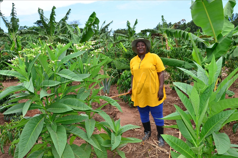 newvisionwire's tweet photo. ‘Tobacco is more than just a money crop’

DETAILS👇🏽#VisionUpdates #HarvestMoney

https://t.co/QNsW9r69zk https://t.co/9i35pSv3HK