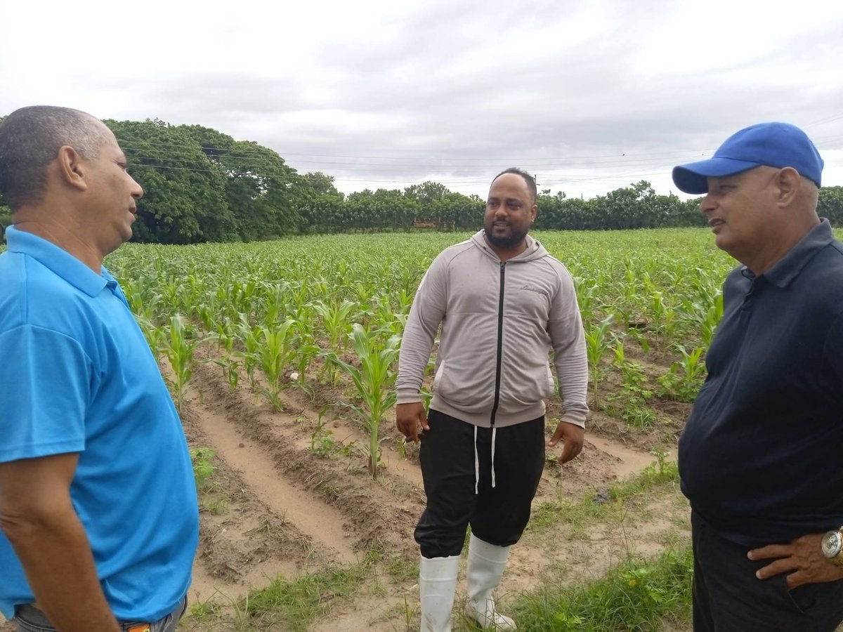 YamileRamosCord's tweet photo. En el surco junto a los productores Leonardo Rivera Mena.  Miembro del Buró Provincial del @PartidoPCC constatando la marcha campaña de frío en #Sandino #PinardelRío #UnidosXCuba https://t.co/BhPOVbZbbI