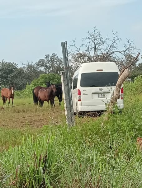 bosquenixticuil's tweet photo. ¿Se acuerdan del negocio whitexican de NamiN yoga clausurado por poner su negocio en el área protegida? se mudaron al centro del Nixticuil: talaron, pusieron cámaras y hasta meten una van para transportar a sus clientes. @InspZapopan fue notificado y no han hecho nada hasta hoy. https://t.co/RfJihlOuQk