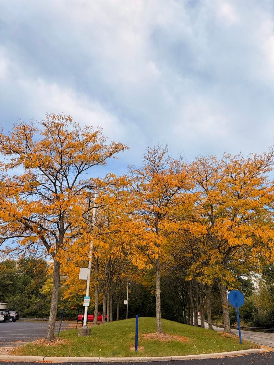 UToledoMed's tweet photo. It's feeling like fall on campus 🍂 https://t.co/U3X4o5LH7b