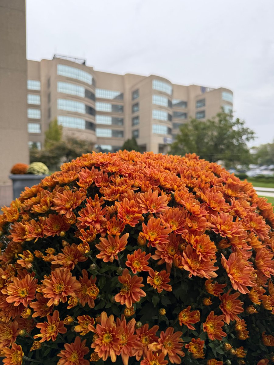 UToledoMed's tweet photo. It's feeling like fall on campus 🍂 https://t.co/U3X4o5LH7b