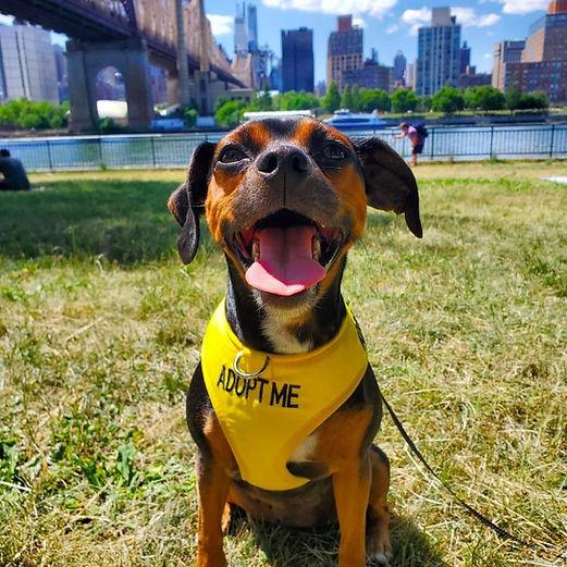 DianeLegacy1's tweet photo. Sometimes, all it takes is one meeting. 🐶❤️

Missy, a shelter dog being carried around NYC in a backpack, met her future owner at Starbucks.

Just three days later, she had a new home and a new name: Misty. 🐾

#RescueDog #AdoptDontShop #PetLovers https://t.co/o6ZjTUz4S7