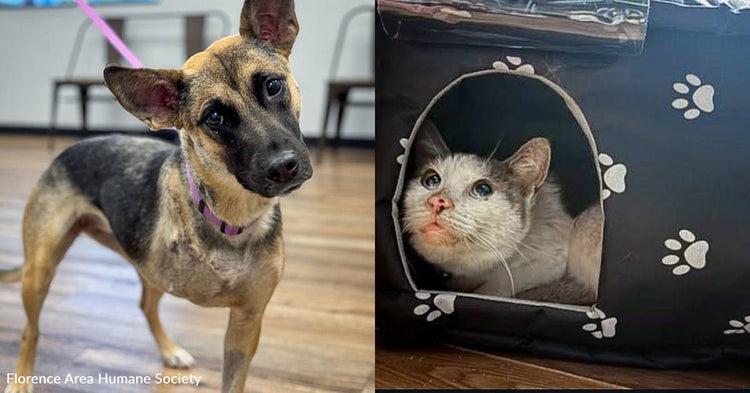 DianeLegacy1's tweet photo. This weekend could change a pet’s life. 🐶🐱❤️Pet adoption events across the U.S. are helping dogs and cats find loving homes, with some shelters offering fee assistance and starter kits.Sometimes the best thing you bring home is a new best friend. 🐾Dog or cat?#PetAdoption https://t.co/x3khawiW3a