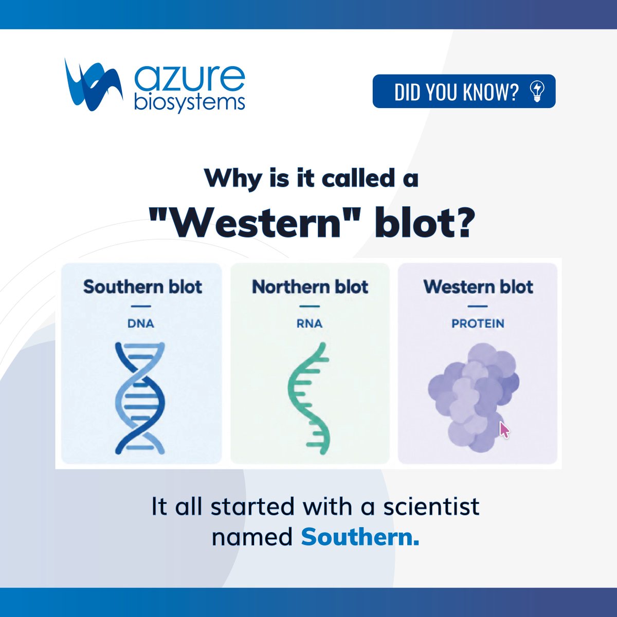 AzureBiosystems's tweet photo. Why is it called a Western blot?
Southern blotting was named after scientist Edwin Southern. Northern and Western blotting came later, continuing the naming tradition.
#WesternBlot #ProteinResearch #LabScience #ScienceFunFact https://t.co/O6cnTD3awp