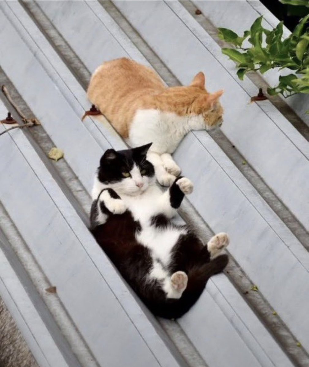 animal_kyawa_'s tweet photo. いつも一緒な仲良し猫が可愛すぎる… https://t.co/Uh3B3lLPNg