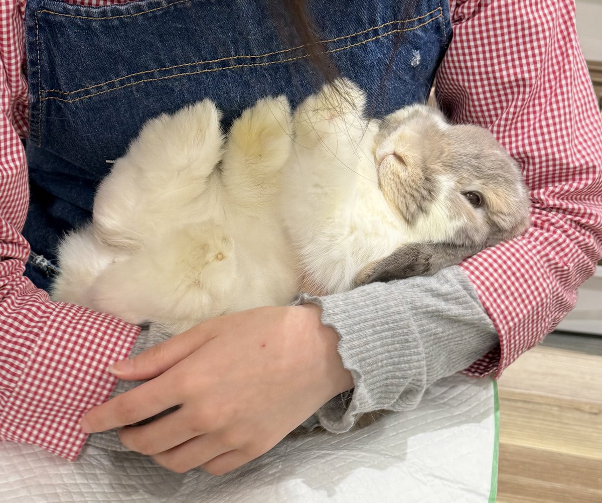 mimi20220811's tweet photo. ぬいぐるみ🧸 https://t.co/E1DZPhxeMR