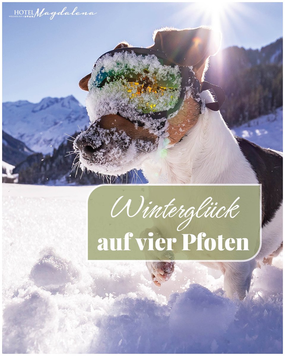 _JuubsAmorim's tweet photo. Winterglück auf vier Pfoten! Entdecke das Zillertal mit deinem Hund: geführte Wanderungen, regionale Küche, Hunde-Yoga, Vorträge, Gala Dinner, Salon, Fotografie, Massagen und mehr. https://t.co/Gcqv41ZB34