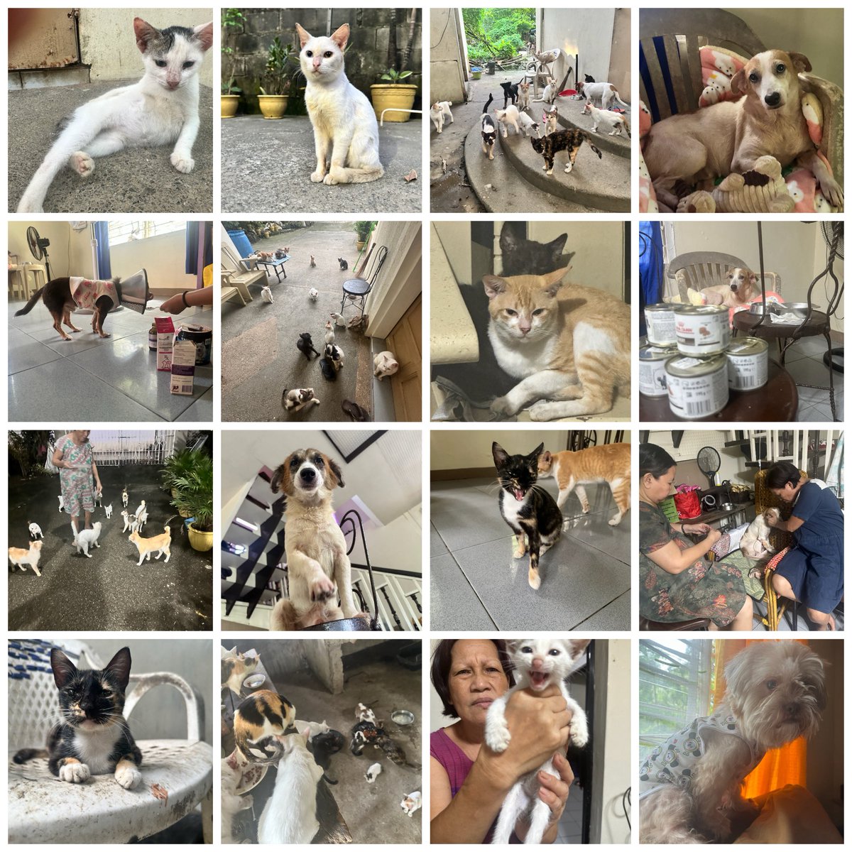 nftDEEDJACK's tweet photo. NEW PINNED📌

Hello I am Jack a solo animal rescuer. Been on CT for years now but still learning.
Every year as so you know we been suffering about flooding in our place. So everytime we going to move on from the damages after months here it goes again. Overall the most importants is me,my family and my animals are always safe(Thanks God). Thank you God for giving helping me to calm even I have a trauma on flooding after I survived in 2009(if u know what I meant)

2026(This Year is the worst year so far)
We lost our grandma in January 13
Following the death of JackJack my 15years old dog
Samantha admitted entire month(some flooding also while she's on IV)
Court died 2 weeks ago because of evil human/humans. 

BUT NEVER GONNA SURRENDER 

here's our addy (EVM and SOL)

0xa7105c78FfE576102E6a559Accc6E46045687841

HAArHPQFan9f6xAKvLFMCAd26LJ4suyHQ6rYPa2qUtxu

Our coin $JACKSAM on RH
More than a month old but still here.

0xF1DF99DC5a8EcE7c4991E70ECF32BD153e043342