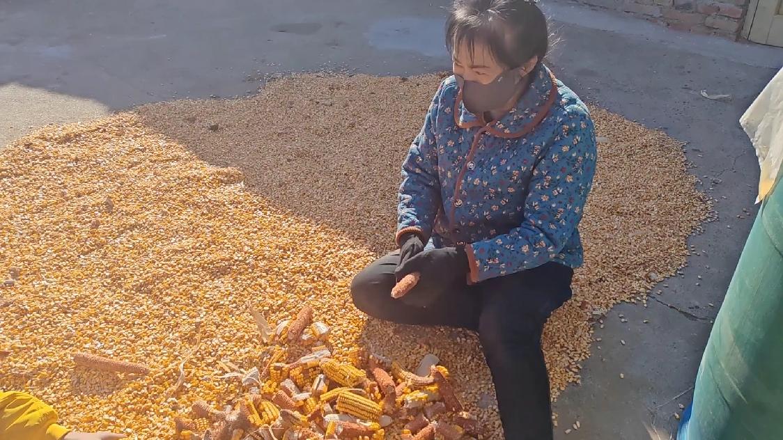 m_deldri_14_a87's tweet photo. [I picked corn at the traditional earthen kang, shared food and sincere talks with neighbors, passed on warm moments hand in hand.]， https://t.co/DXFSOPLEc8