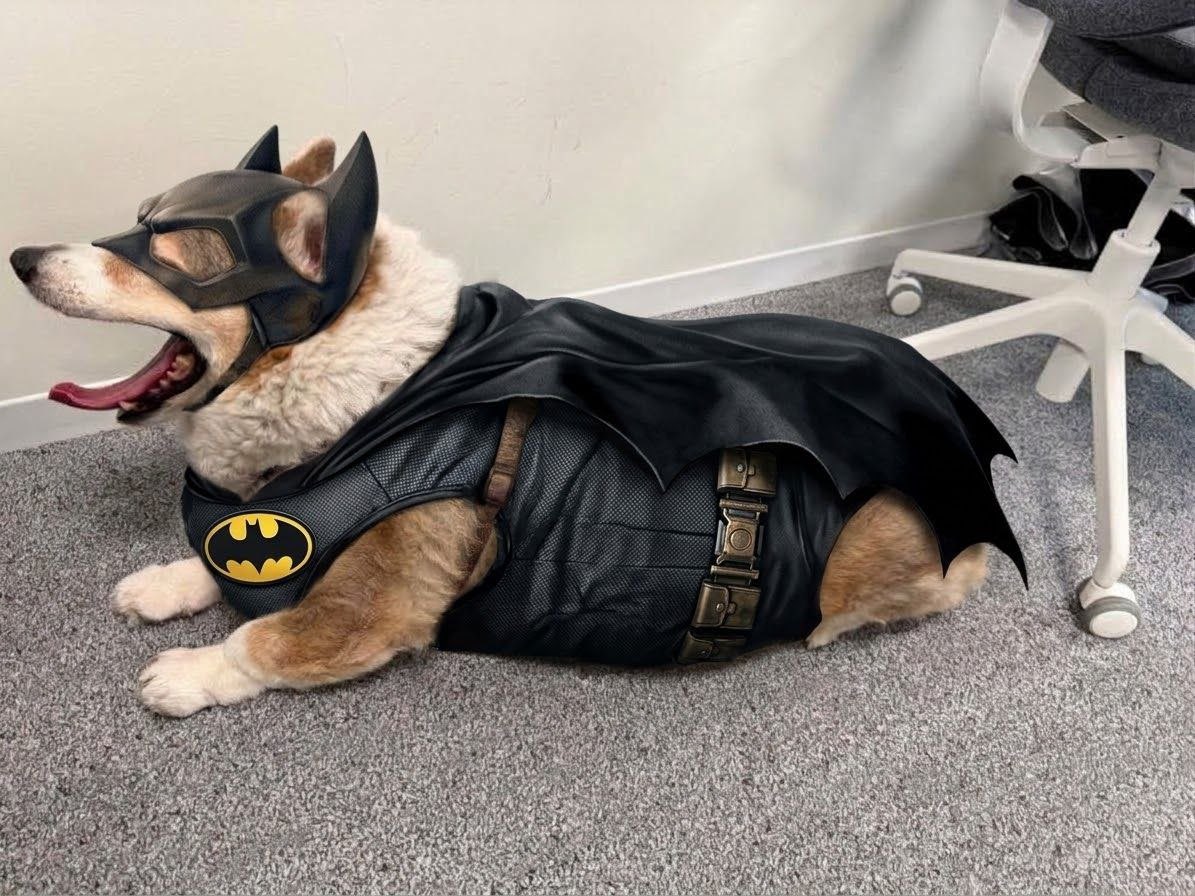 BatmanDogNear's tweet photo. It's not who I am underneath, but what I do that defines me. @AlexSkidanov https://t.co/BNQysTvbnt