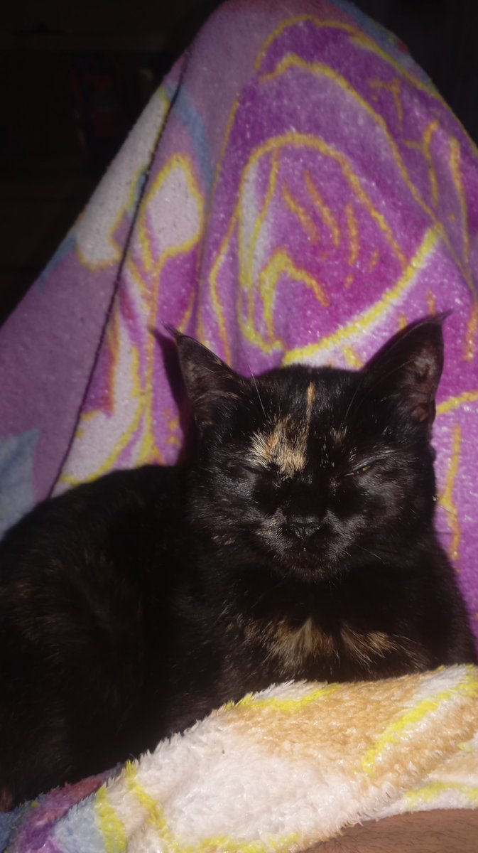 augustostorm1's tweet photo. @Br00talheart O gato idêntico ao meu https://t.co/IGVfiyj0O0