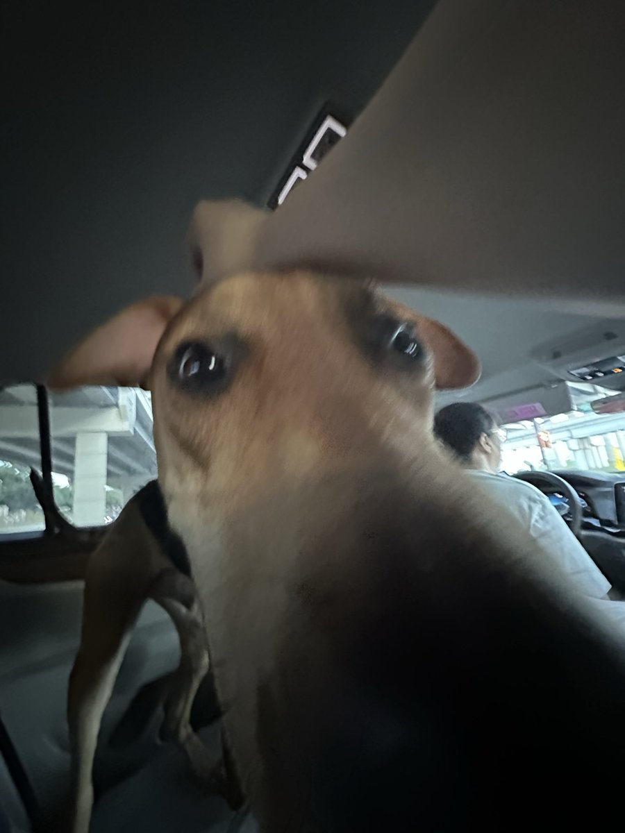 sirpuddingdog's tweet photo. oughhhghhh…. AOUGHHGJ….
#sirpuddingdog https://t.co/bUgVhOLyOD