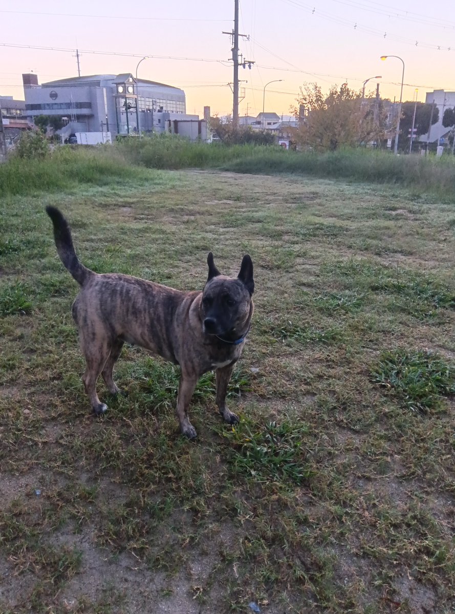 seiji0630nara's tweet photo. 🐶おはようございます
夜明けは少し寒いくらい。 https://t.co/2rimSrnkfP