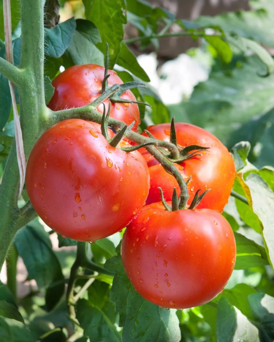 UGA_CollegeofAg's tweet photo. CAES researchers and UGA Extension agents have identified four promising tomato cultivars that produced strong yields despite persistent disease challenges in south Georgia.

🔗 https://t.co/s6vMhYKv7Q https://t.co/0w4mvAnaRU