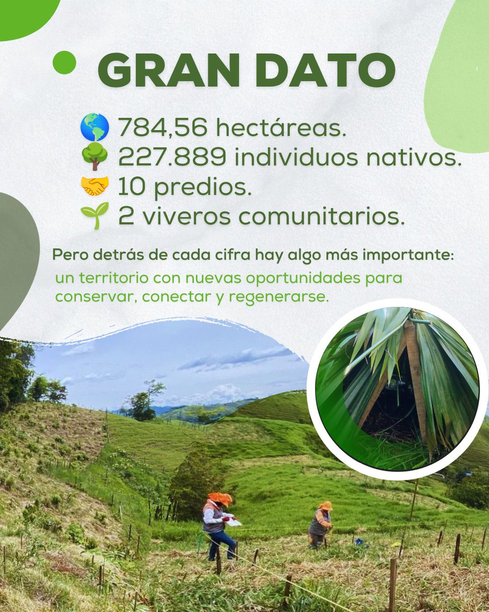 ecodesing's tweet photo. @AutopistaRio Puede una compensación ambiental convertirse en una oportunidad para restaurar un territorio?

Sí, cuando se aborda desde una mirada integral.

En las Unidades Funcionales 1 y 2 de Autopista Río Magdalena, el Plan de Compensación del Medio Biótico contempla 784,56 hectáreas. https://t.co/WFiHqStYZi