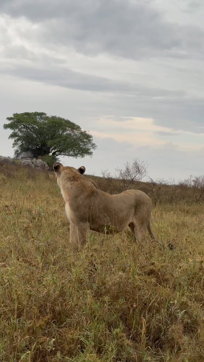 celeste_19's tweet photo. Safari in Tanzania: untamed landscapes, incredible wildlife, and unforgettable moments in the heart of Africa. https://t.co/7xxBk8RmYL