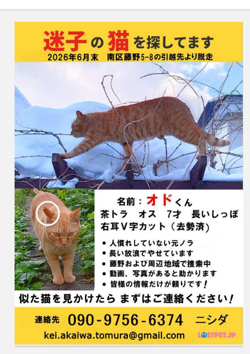 Knishida1839's tweet photo. ♦️札幌市南区石山、川沿、真駒内にお住まいの皆様
どうか茶トラ猫の捜索にお力を貸してください🙇

現在南区ほぼ全域に新聞折込チラシを入れておりますが、紙の新聞購読者の割合は少なく、それを補う自力ポスティングを行うも地域が広大で絞り込みが難しい状況です。
#札幌南区迷い猫　#オドちゃん https://t.co/N0ZdoBTMSN