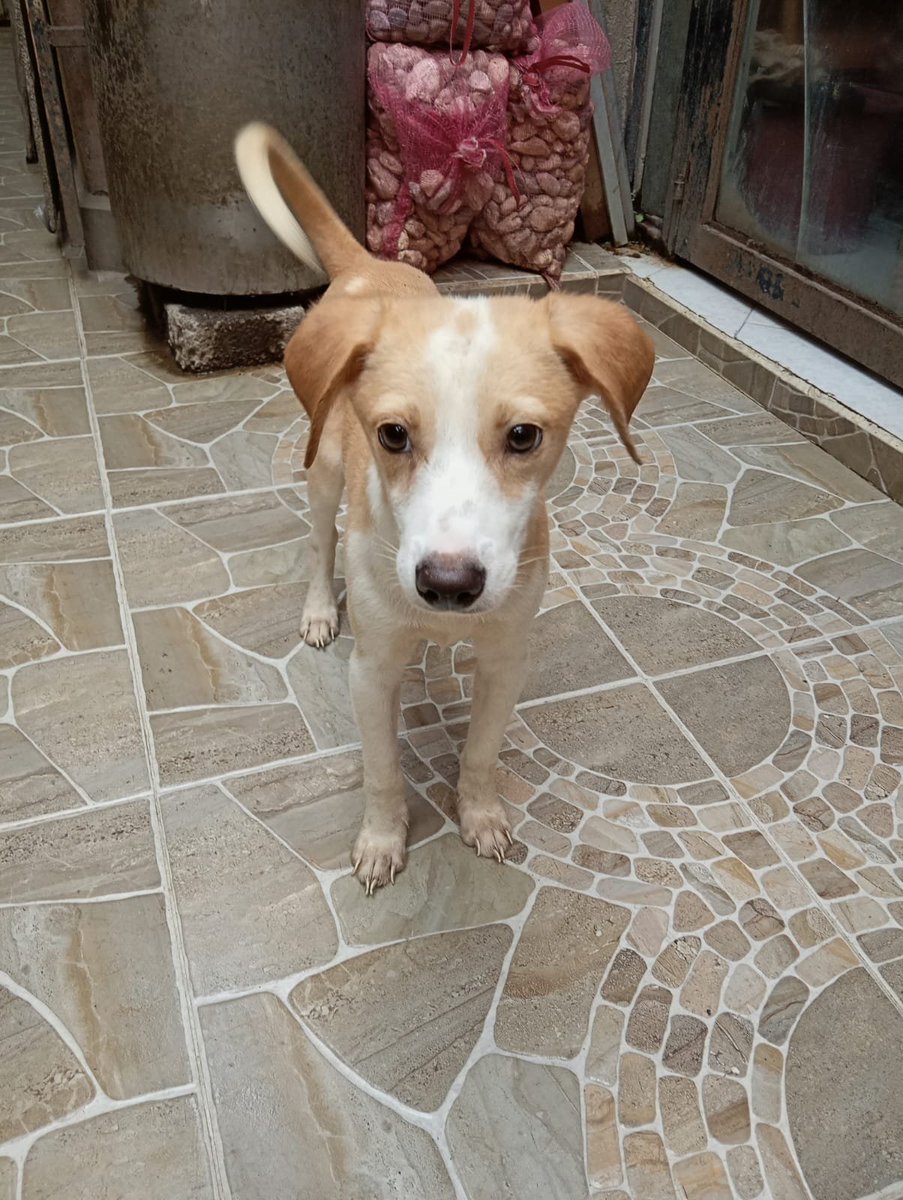 Lacasadelsalchi's tweet photo. Buenas tardes salchiamogos seguimos buscando una casita con mucho amor para nosotros me llamo #pistache y #pomelo tenemos 4 meses pero los perros grandes se aprovechan de nosotros ayúdanos 💗🐾🐾 @rthur013 @inakimanero @Entrepyg @vidaconperros @Avenger_7_16 @CarlosLoret @rosasalazara @ActualidadRT @heraldodemexico @AlcBenitoJuarez @juarezmanuel77 @beckamin