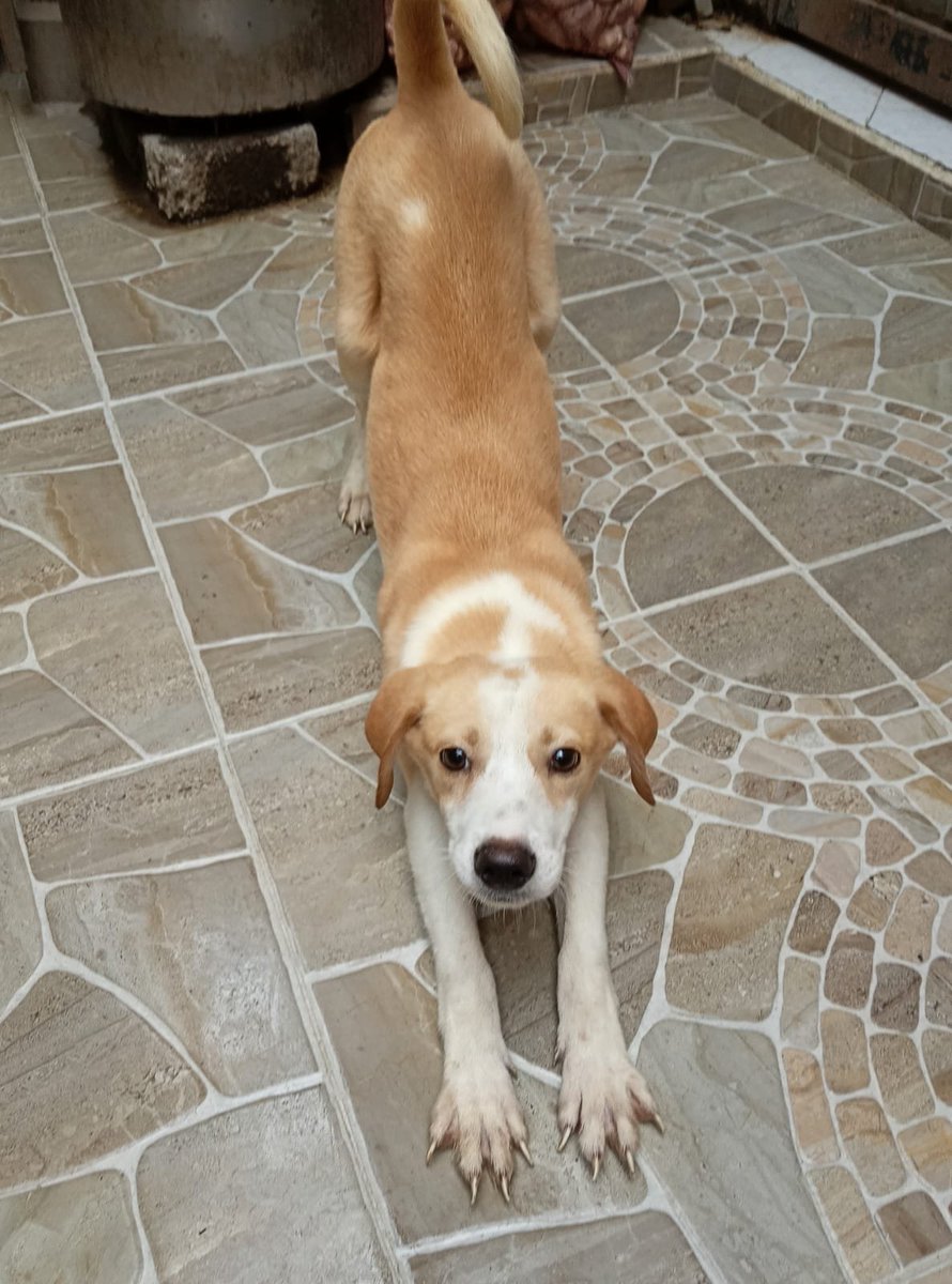 Lacasadelsalchi's tweet photo. Buenas tardes salchiamogos seguimos buscando una casita con mucho amor para nosotros me llamo #pistache y #pomelo tenemos 4 meses pero los perros grandes se aprovechan de nosotros ayúdanos 💗🐾🐾 @rthur013 @inakimanero @Entrepyg @vidaconperros @Avenger_7_16 @CarlosLoret @rosasalazara @ActualidadRT @heraldodemexico @AlcBenitoJuarez @juarezmanuel77 @beckamin
